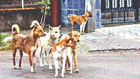 Stray Dog