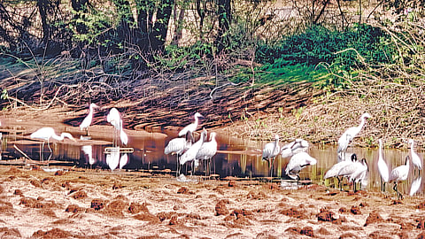 Palus bird festival