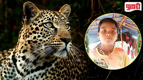 Leopard Attack