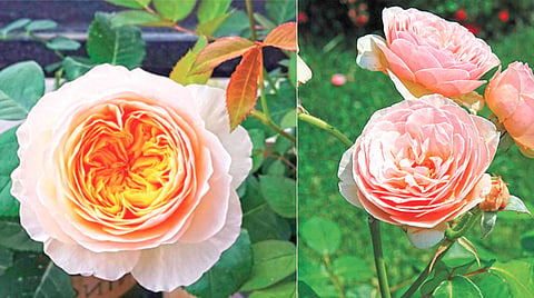 Most Expensive Rose