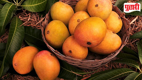 Mango