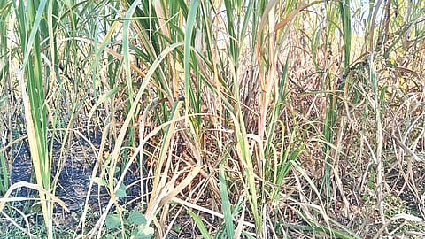 Sugarcane crop fire