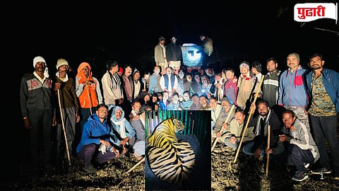 T-115 Tiger Captured Gondpipri taluka