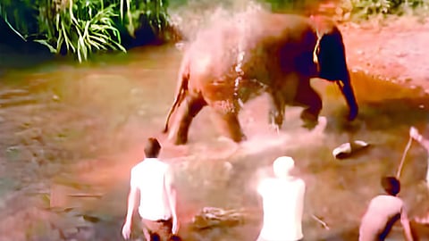 Omkar elephant