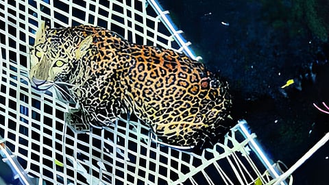 Leopard News