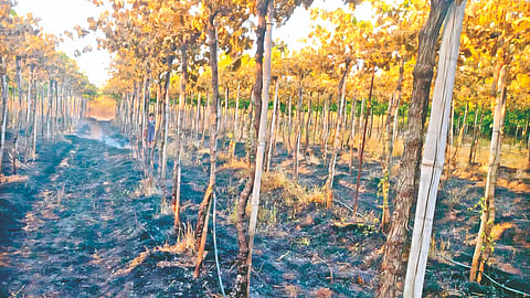 Sangli Fire News