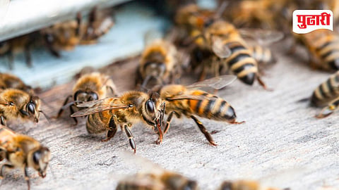 Honeybee
