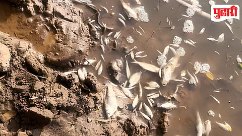 Nira River Pollution