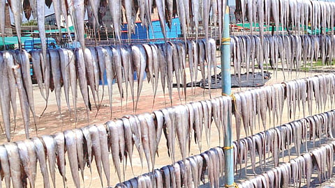 Raigad dry fish