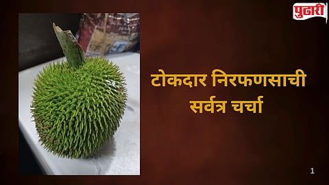 Nirphanas unique fruits of Konkan
