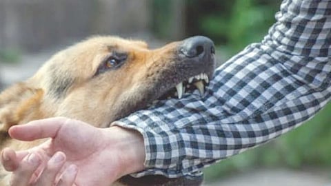Stray Dog Attack