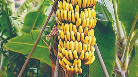 Banana Farming Expansion