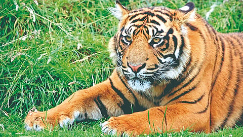 Sahyadri wildlife