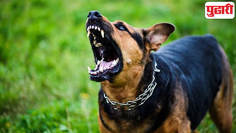 Rabies