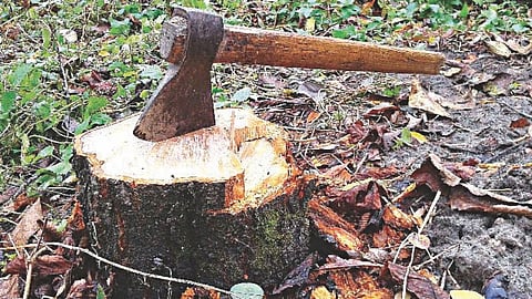 Nashik Tree Cutting Ban