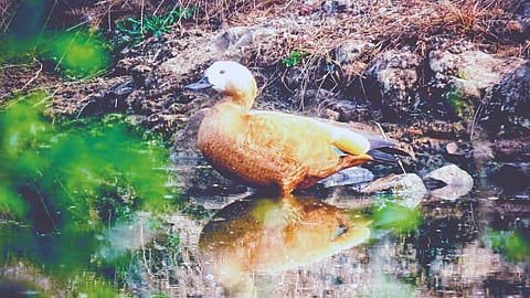 Ruddy shelduck