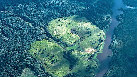 Asian forests