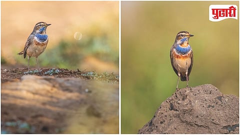 Blue Throat Bird