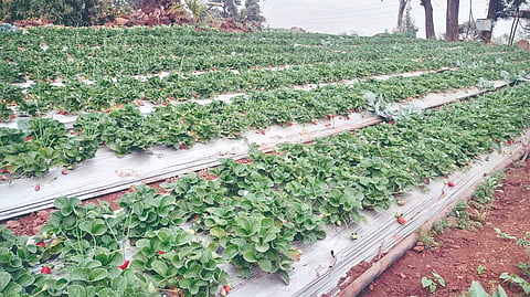 Panchgani Strawberry