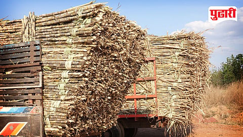 Sugarcane