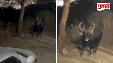 Bavdhan Gaur sighting Pune