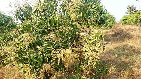 Talasari climate change impact