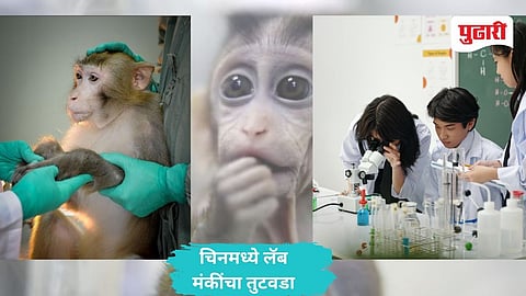 China Lab Monkey