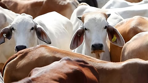 Gomutra Cancer Treatment Controversy
