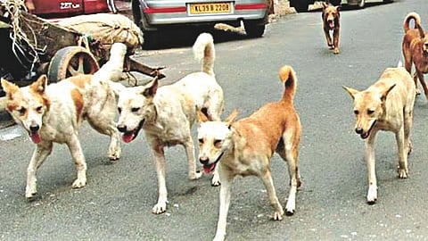 Stray Dogs