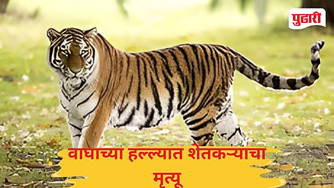Nagbhid Tekari Tiger Attack Farmer killed