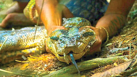 Amazon wildlife