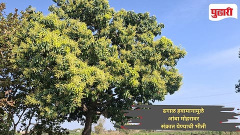 Mango blossoms news