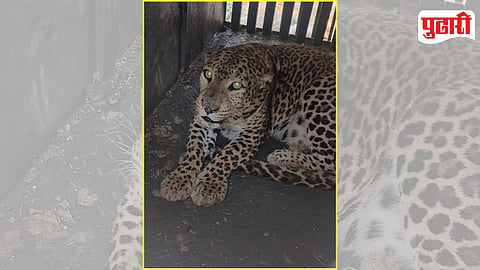 Ambegaon Leopard Capture