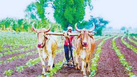 Ratnagiri News