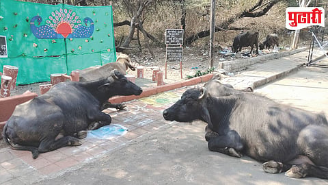 Juni Sangvi Garbage