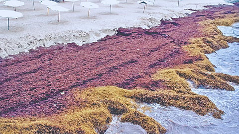 Sea pollution