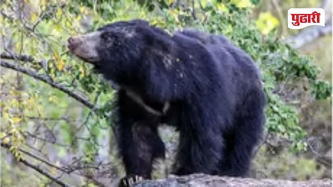 Bear Attack