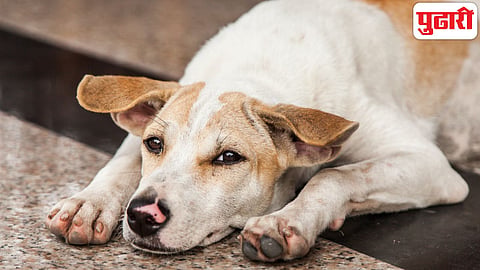 Stray Dogs Mangaon