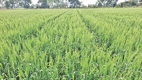 wheat cultivation