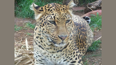 Leopard Terror