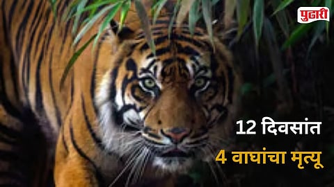 4 Tiger Deaths
