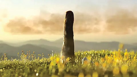 First Giant Organism on Earth