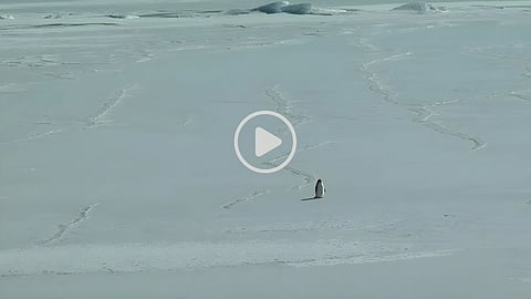 viral video