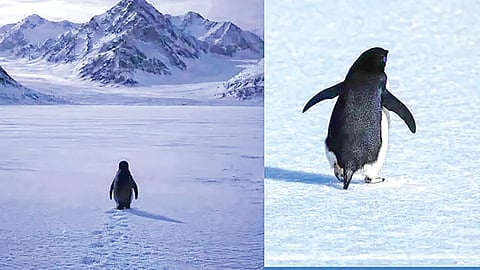 Antarctica penguin: अंटार्क्टिकाच्या ‘त्या’ पेंग्विनचा एकांतवास की बंडखोरी?