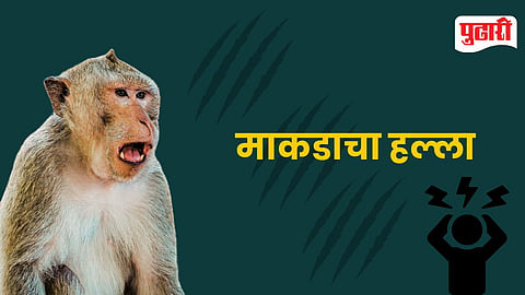 Monkey Attack
