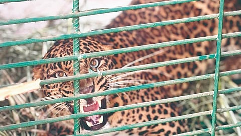 Leopard Attack
