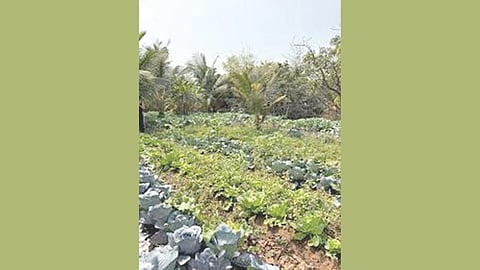 Alibag agriculture