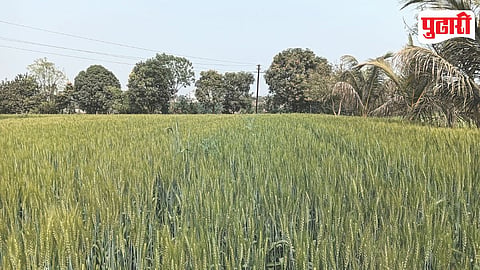 Dudulgaon Wheat Crop