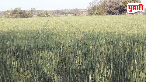 Ahilyanagar Rabi Crop