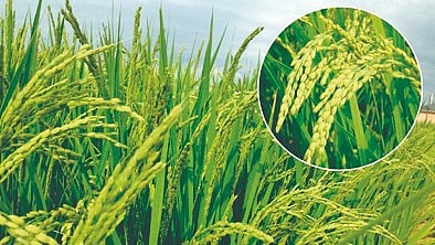 Crop Competition